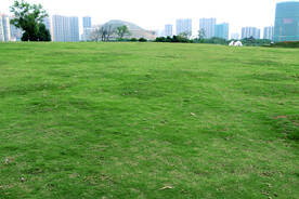 草坪