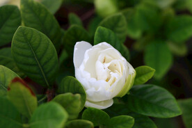 栀子花