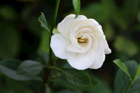 栀子花
