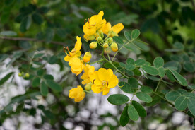 双荚决明黄花