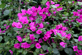 三角花