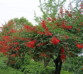 刺桐花