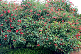 刺桐花树
