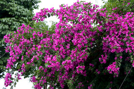 叶子花