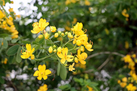 双荚决明黄花