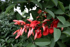 刺桐花