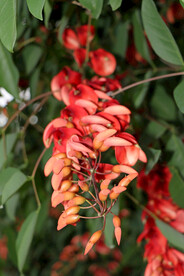 刺桐花