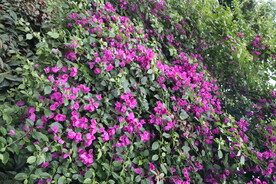 叶子花