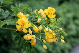 黄色决明花