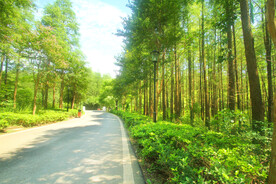 林间小路