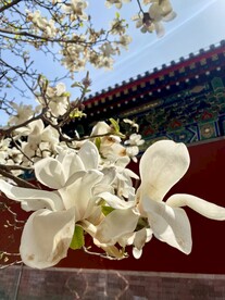 玉兰