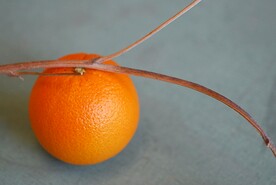 橙子