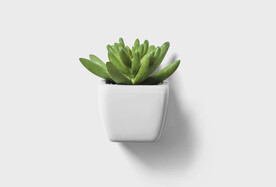 绿色植物盆栽