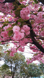 樱花烂漫时