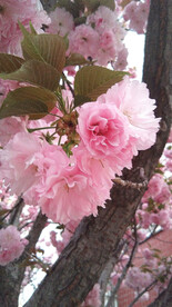 樱花烂漫时