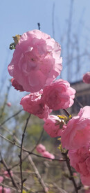 樱花烂漫时