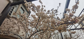 樱桃花