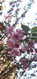 樱花 烂漫时