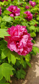花中之王 牡丹