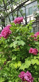 花中之王 牡丹