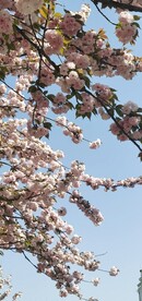 樱花 烂漫时
