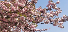 樱花 烂漫时