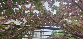 红樱