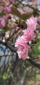 红樱