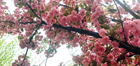 红樱