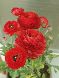 芹菜花