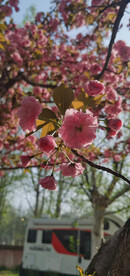 樱花 烂漫时