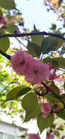 红樱