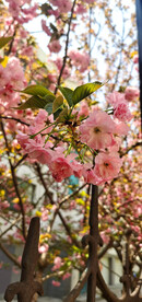 樱花烂漫时 红樱