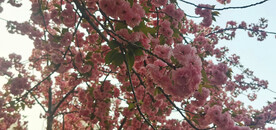 樱花 烂漫时