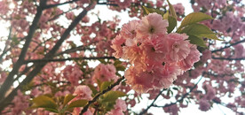 樱花 烂漫时