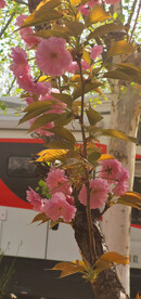 清晨樱花