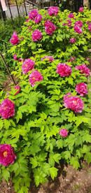 百花争艳
