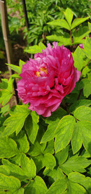 花中之王 牡丹