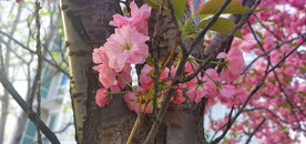 樱花 烂漫时