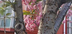 樱花 烂漫时