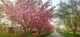 樱花 烂漫时