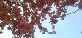 樱花 烂漫时