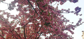 樱花 烂漫时