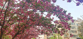 樱花烂漫时 