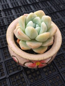 冰玉