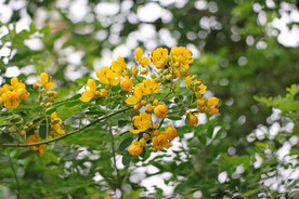 双荚决明黄花