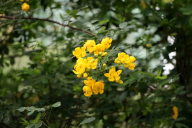 双荚决明黄花