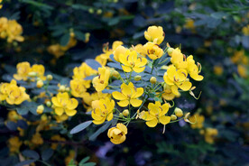双荚决明黄花