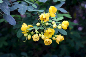 双荚决明黄花