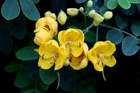 双荚决明黄花